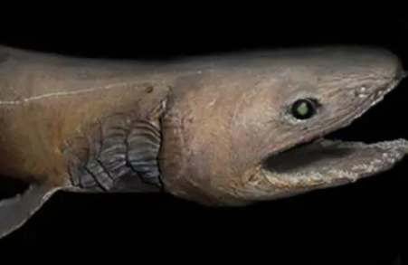 还未见过的海洋生物都有什么？有什么价值？