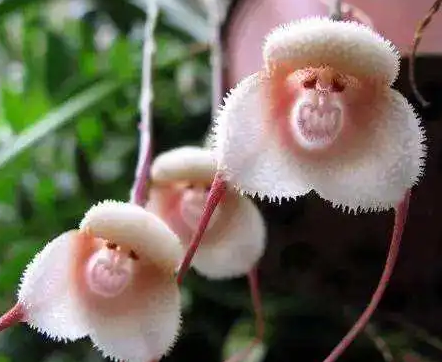 长的像动物的植物叫什么？都有什么特征存在？