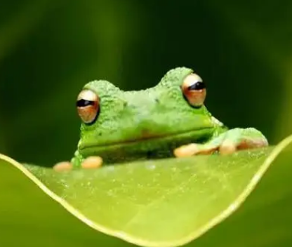 对人类最有益的动物是什么？都有什么好处存在？