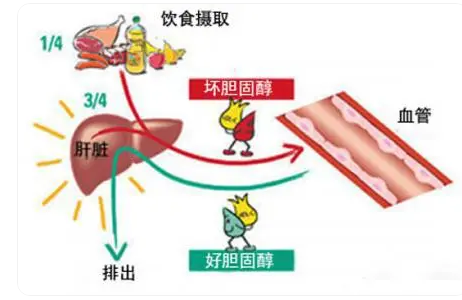  胆固醇最高的食物都有哪些？有什么危害？