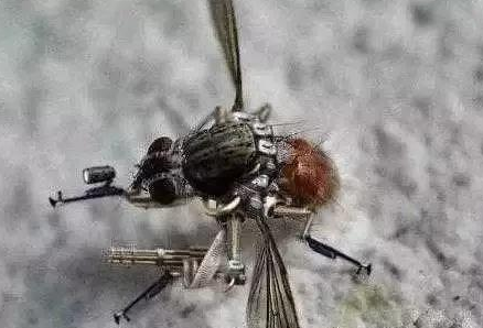 历史中的昆虫武器有哪些？它们的作用有多大？