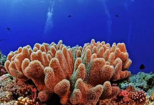  世界上最佳的潜水地点在哪里？是什么地理位置?