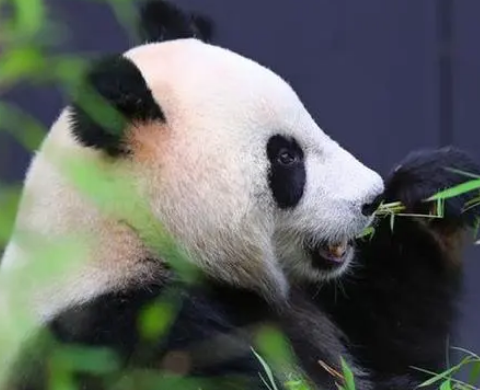 有哪些濒临灭绝的珍稀动物？有什么保护措施？