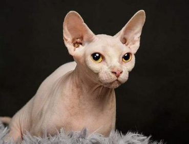 2020年全球最贵的猫是什么品种？有多贵？
