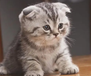 世界上最可爱的猫是什么品种？是苏格兰折耳猫吗？