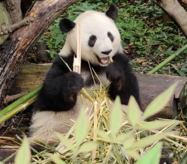 大熊猫是食肉动物还是食草动物？国宝的便便也是宝？