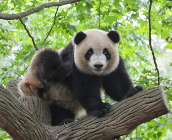 为什么全世界就只有中国才有大熊猫？大熊猫的“第六指”是手指吗？