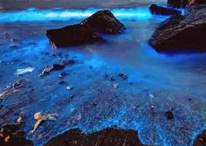 蓝眼泪是什么东西？可以将“蓝眼泪”带回家吗？