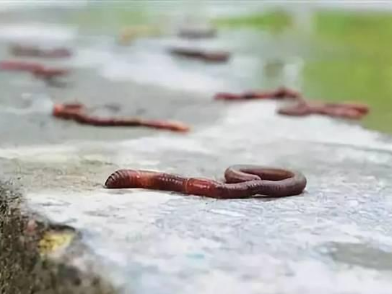 下雨天蚯蚓为什么都爬到地面上来？蚯蚓的生活习性是怎样的？