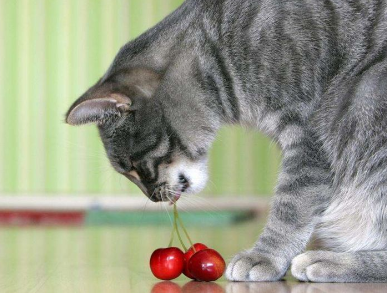 猫不能吃什么水果？给猫喂食的注意事项是什么？