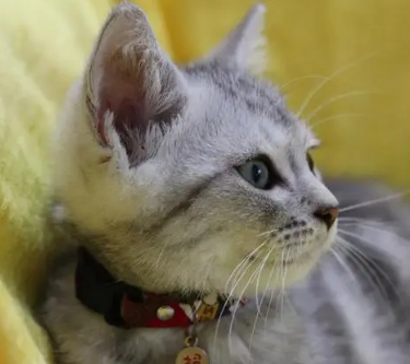 怎么判断猫咪性格好坏？猫咪耳朵多久清理一次？