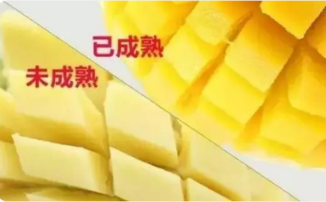  芒果有哪些保存方法？判断芒果熟了没有的办法是什么？