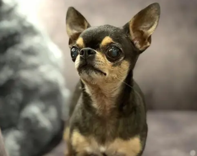 吉娃娃的性格是怎样的？吉娃娃有什么缺点?
