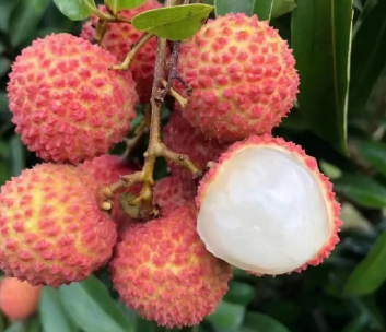 夏季荔枝怎么保存新鲜？荔枝能放冰箱多少天？