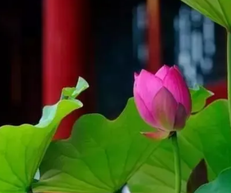 一年之中最热的时间是什么时候？ 夏至三候指的是什么？