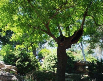 吊死崇祯皇帝的槐树在哪？为何被铁链拴了200年直至枯死？
