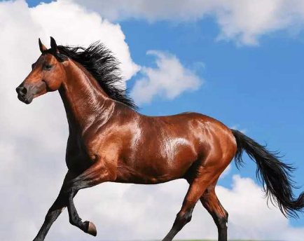 Which country is the Akhal-Teke horse from? Where does the Akhal-Teke horse originate?