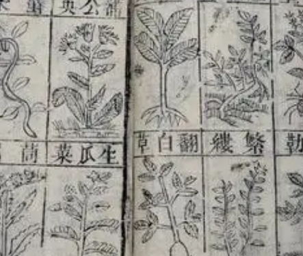 蔬菜也有姓：姓“洋”的多为清朝时由外传入