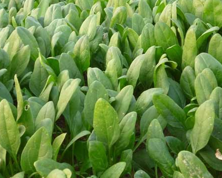 菠菜唐代传入中国：价格昂贵的绿色珍品