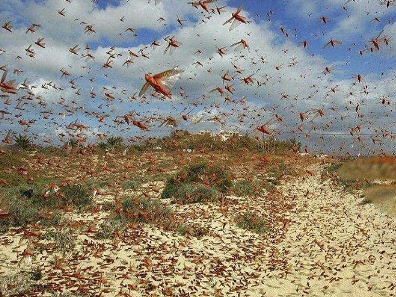 唐朝发生过几次蝗灾？为什么说蝗虫见证了大唐兴衰？