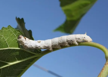 明代皇帝手纸是怎么做的？用野蚕茧织就