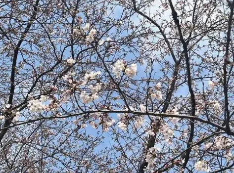 春江花月夜——张若虚的诗画世界