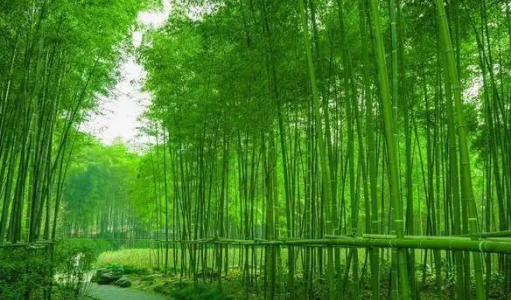 郑板桥与他的竹子诗：艺术的隽永与人生的哲理
