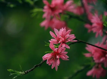 豆蔻年华与破瓜年华：古代女性年龄的称谓解析
