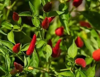 /mingxing/a530633.html