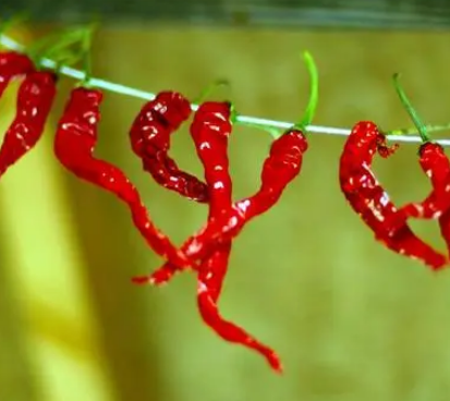 /mingxing/a533541.html