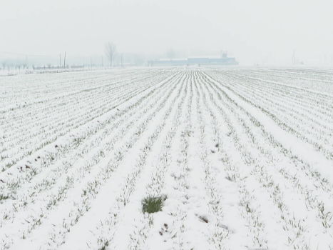 雪的恩赐：对农事的多重益处