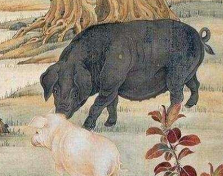 明朝的避讳文化：猪肉的别称