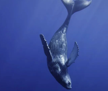 生命的轮回：一鲸落，万物生