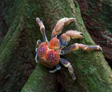 椰子蟹：揭秘最大陆生节肢动物的生活奥秘