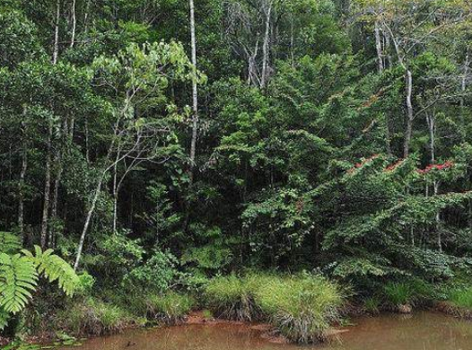 热带雨林气候：自然界的绿色宝库