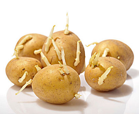 防止土豆发芽的科学方法