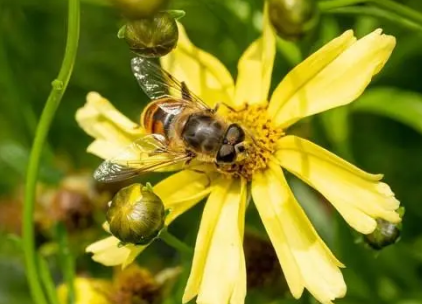 蜜蜂，自然界中勤劳的小能手