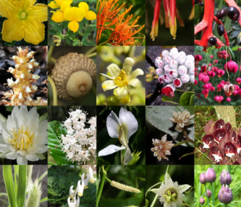 揭秘自然界的绚丽篇章：常见的10种被子植物