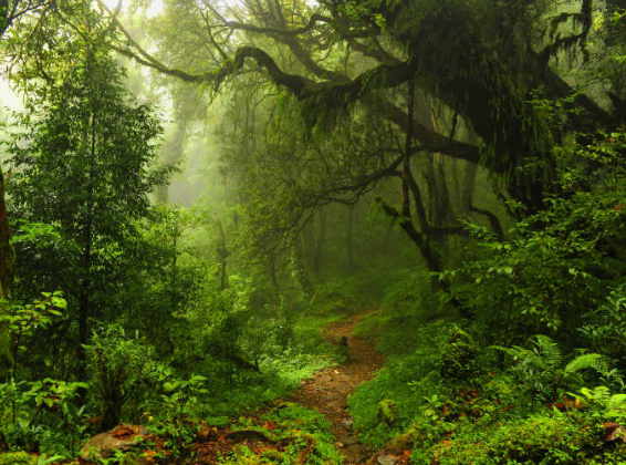 热带森林：大自然的绿色奇迹