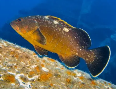 黑石斑鱼的栖息环境与食用建议