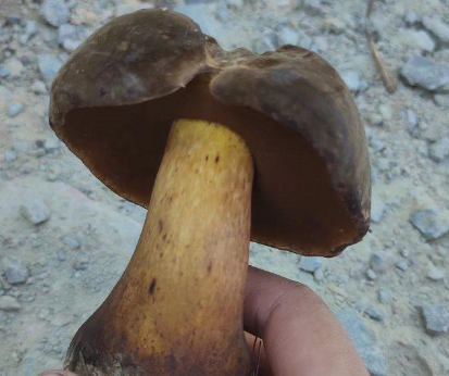 中国美味蘑菇是谁命名的？美味蘑菇为什么叫美味蘑菇？