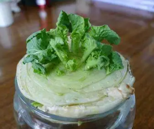 水培小白菜的科学种植方法