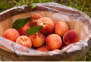 果腹之选:古代百姓的水果食谱