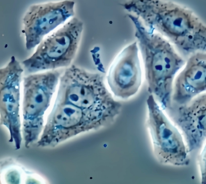 海拉细胞：科学长河中永不熄灭的生命火种