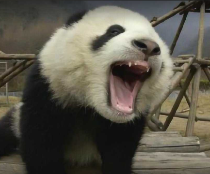 大熊猫：中国国宝的生态、文化与外交密码