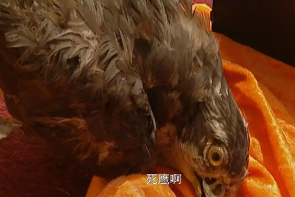 康熙末年“死鹰事件”：一场改写储位争夺的权力风暴