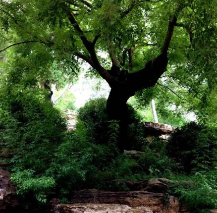 煤山槐树下的绝笔：崇祯殉国的三重历史困局