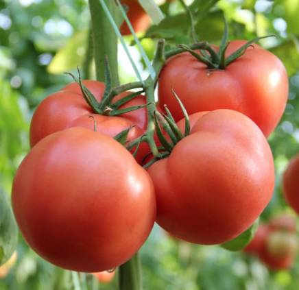 古代番茄的传入与演变：从南美秘境到东方餐桌的千年之旅