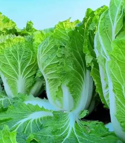 /shenghuo/v657325.html