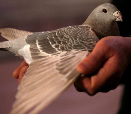 飞鸽传书：跨越千年的“空中信使”传奇起源